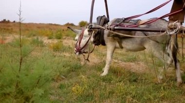 Tarlada arabası olan eşek, eşek.