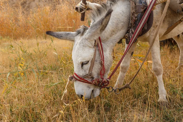Burro come hierba seca en el pasto, cabeza de burro —  Fotos de Stock