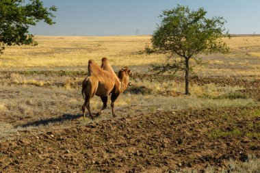 Bactrian devesi, Kazakistan, deve yeşil bir ağaca gider.