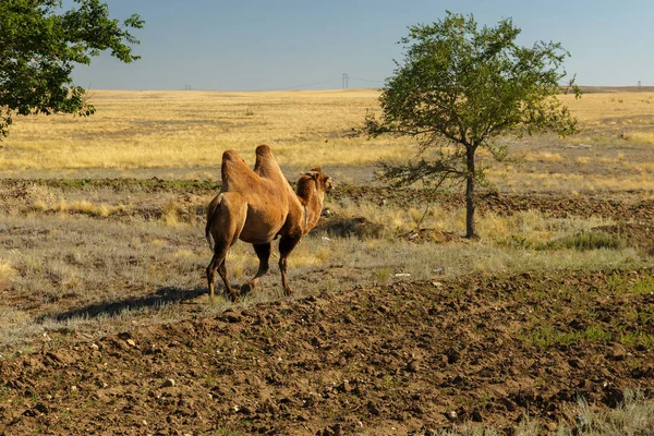 Bactrian camel, kazakhstan, camel goes a green tree —  Fotos de Stock