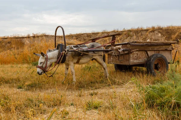 Burro enganchado a un carro de hierro se encuentra en un prado — Foto de Stock