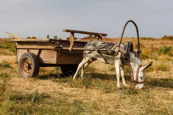 Burro aproveitado para um carrinho de ferro fica em um prado — Fotografia de Stock