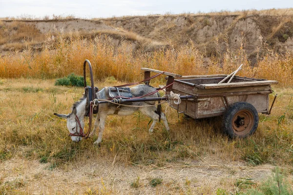 Burro enganchado a un carro de hierro se encuentra a orillas de un río y come hierba — Foto de Stock