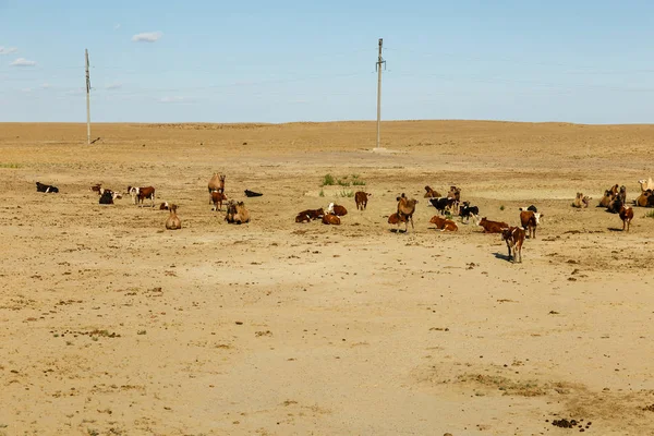 Stado krów wypasanych z wielbłądami w stepach Kazachstanu — Zdjęcie stockowe