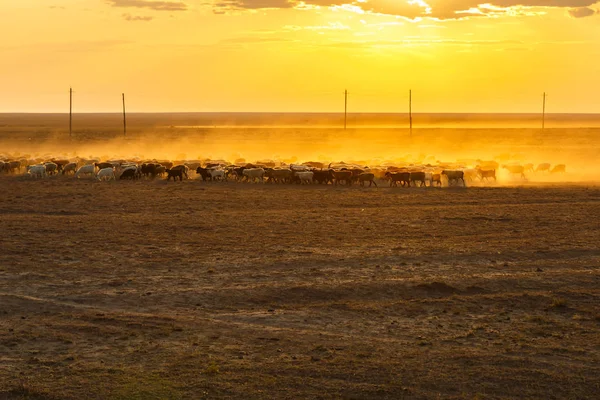 Rebaño de ovejas en la estepa de Kazajstán —  Fotos de Stock