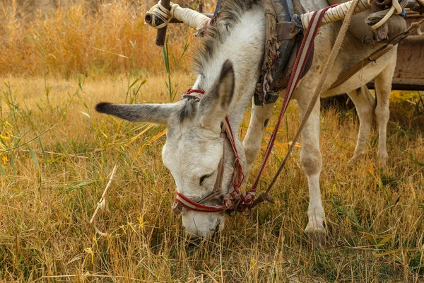 Burro come hierba seca en el campo, cabeza de burro —  Fotos de Stock