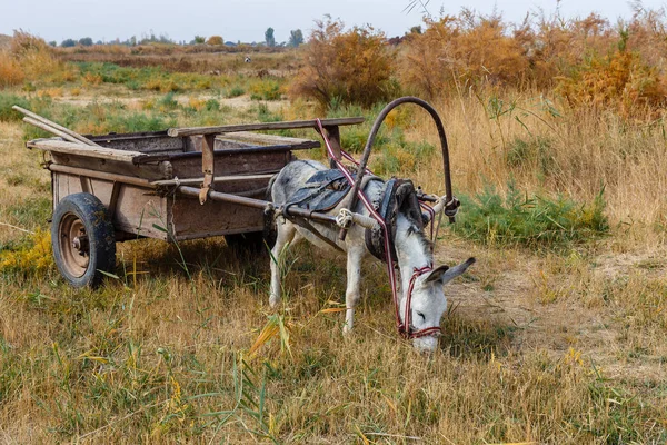 Donkey harnessed to an iron cart stands in a meadow — Stock Photo, Image