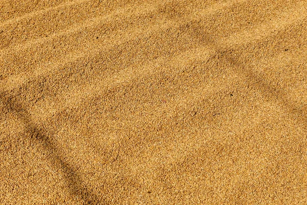 Ongekookte rijst wordt gedroogd in de zon — Stockfoto