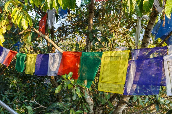 Buddhist prayer flags on tree branches — Stok fotoğraf