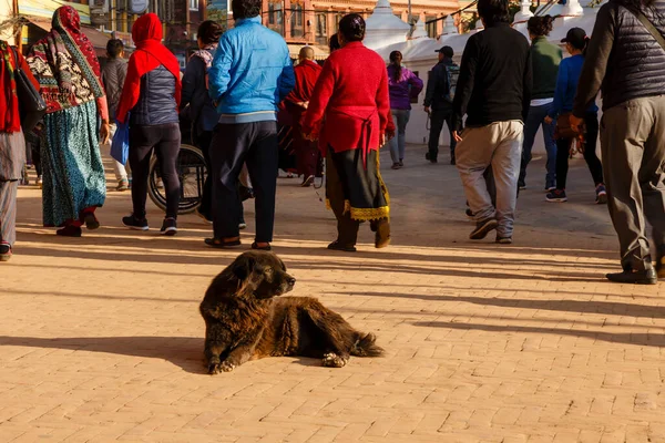 Egy nagy fekete bozontos kutya fekszik a földön a Boudha Stupa közelében Kathmanduban. — Stock Fotó