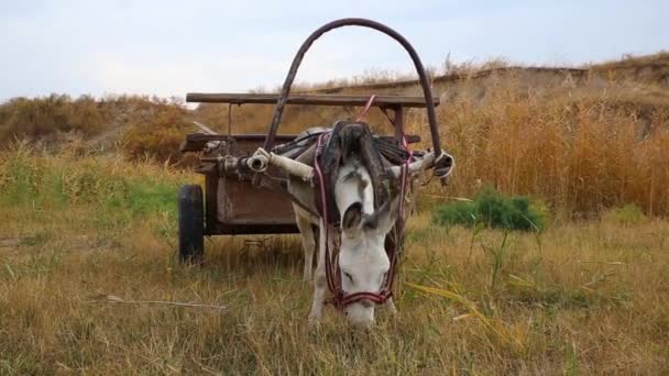 Ezel Geharnast Naar Een Ijzeren Kar Staat Eet Gras — Stockvideo