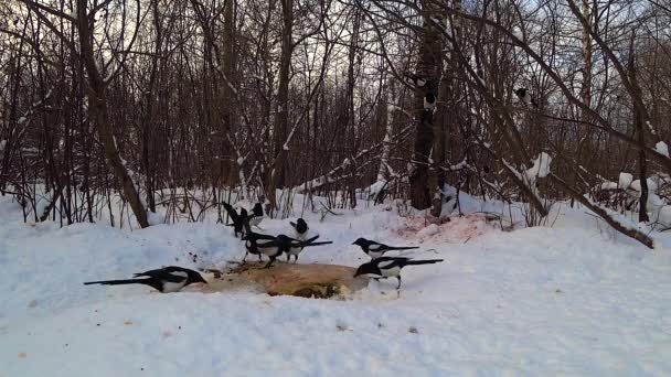 冬の森の中で雪の上の動物の遺骨を食べるカササギの群れ — ストック動画