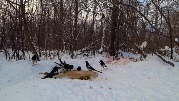 Een Kudde Eksters Eet Resten Van Een Dier Sneeuw Het — Stockvideo