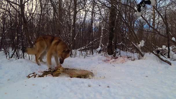 Dog Winter Forest Eats Carrion Lying Snow Runs Away Scared — 비디오