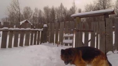 Alman çoban köpeği karda koşar ve ağzında bir sopayla oynar.