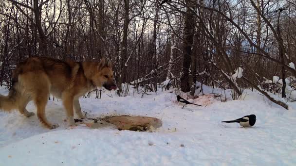 冬の森の犬が雪の中で動物の遺骨を食べいくつかのカササギが近くで待っています — ストック動画