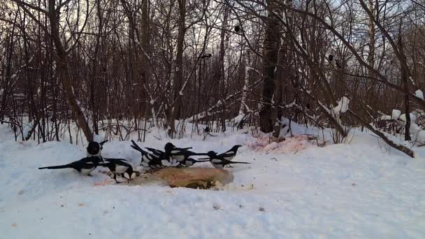 A flock of magpies pecks the remains of an animal on the snow — 비디오