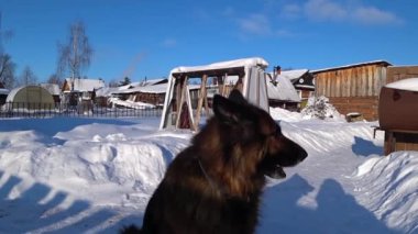 Alman çoban köpeği bir kış günü bahçede karda oturuyor ve kafasını çeviriyor.