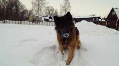 Alman çoban köpeği karda sopayla oynuyor.
