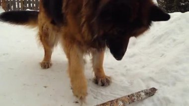Alman çoban köpeği karda sopayla oynuyor.