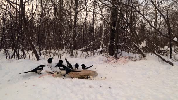 Una bandada de urracas come restos de animales en la nieve — Vídeos de Stock