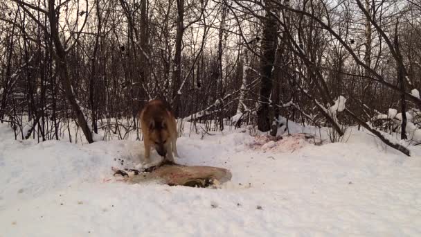 Собака в зимнем лесу ест падалью и убегает, когда напуган — стоковое видео