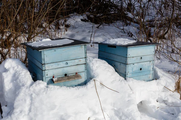 Kış ormanında arı kovanı