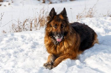 Alman çoban köpeği karda yalan