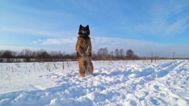 Tysk Herde Hund Hoppar Och Springer Snön — Stockvideo