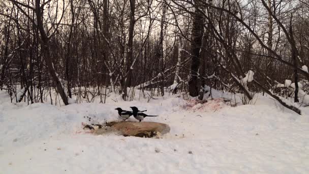 Dos Urracas Comen Carroña Que Yace Nieve Bosque Invierno — Vídeo de stock