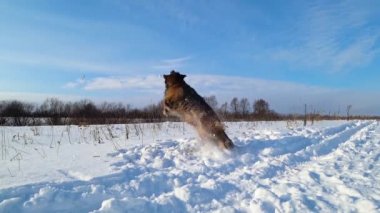 Kış güneşli bir günde karda oynayan Alman çoban köpeği.