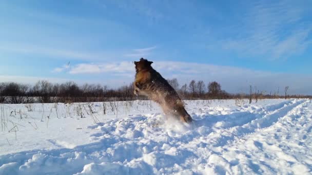 冬の晴れた日に雪の中で遊んでいるドイツの羊飼いの犬 — ストック動画