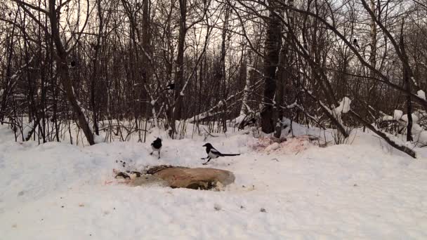 冬の森の中の雪の上でカササギの群れがカリオンを食べる — ストック動画