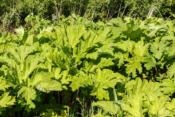 Large Green Leaves Hogweed Cow Parsnip Plant Summer Heracleum Sosnowskyi — Stock Photo, Image