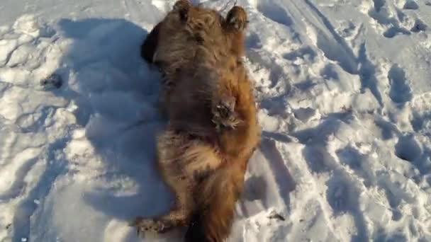 德国牧羊犬冬日躺在雪地上 — 图库视频影像