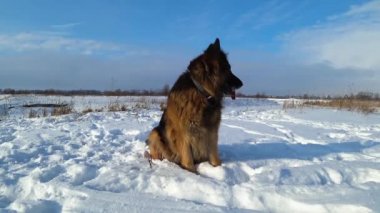 Alman çoban köpeği karda oturuyor ve yan tarafa bakıyor.