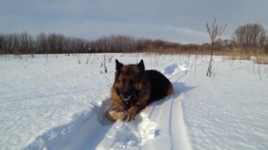 German shepherd dog lies in the snow and cleans its paws from the snow.