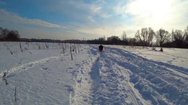 在寒冷的一天 德国牧羊犬在田野里的雪地上奔跑 — 图库视频影像