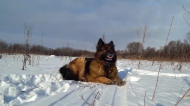 Alman çoban köpeği soğuk bir günde karda yatar.