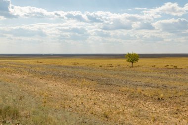 lonely tree in the steppe of Kazakhstan on a background of cloudy sky.