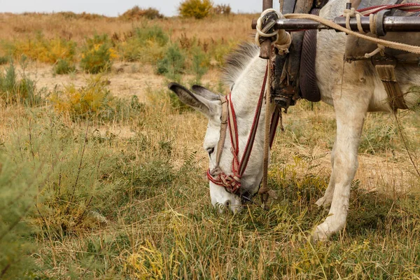 Burro Comiendo Hierba Pasto Kazajstán —  Fotos de Stock