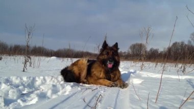 German shepherd dog lies in the snow then gets up and leaves