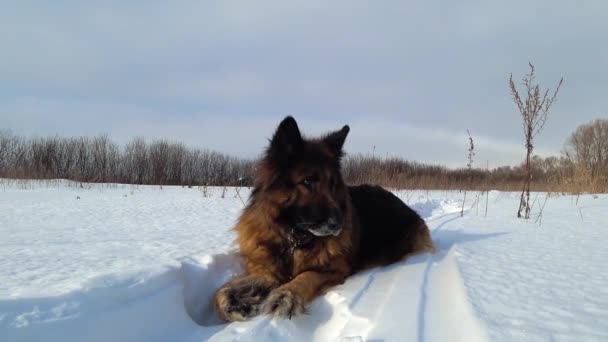 ドイツの羊飼いの犬は冬の晴れた日に雪のドリフトに横たわっています — ストック動画
