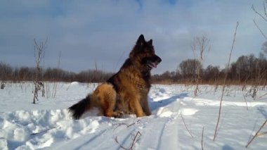 Bir kış günü karda oturan Alman çoban köpeği.