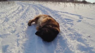 German shepherd dog lies on his back in the snow, dog tossing and turning on his back