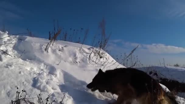 Perro Pastor Alemán Corriendo Nieve Subiendo Una Colina — Vídeos de Stock