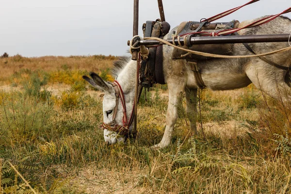 donkey eating grass in the pasture, donkey with a cart, Kazakhstan