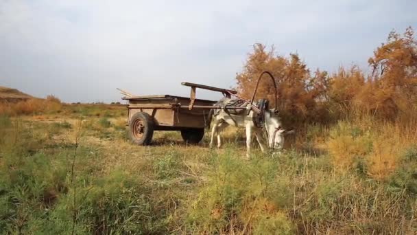 Burro Comendo Grama Pasto Burro Com Carrinho Cazaquistão — Vídeo de Stock