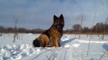 Alman çoban köpeği karda oturuyor ve patisini yalıyor.
