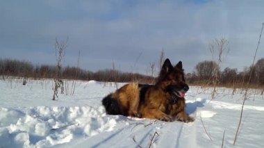 Alman çoban köpeği güneşli bir günde karda uzanıyor.